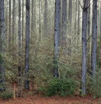 Vacant Lot in Gated Community