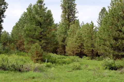 Wooded Land Near Cascade, ID