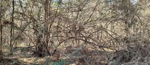 Lumberton, MS Vacant Wooded Lot