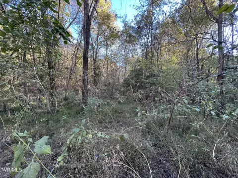 Wooded Land