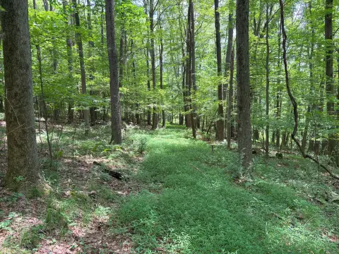 83 Acres of Wooded Land
