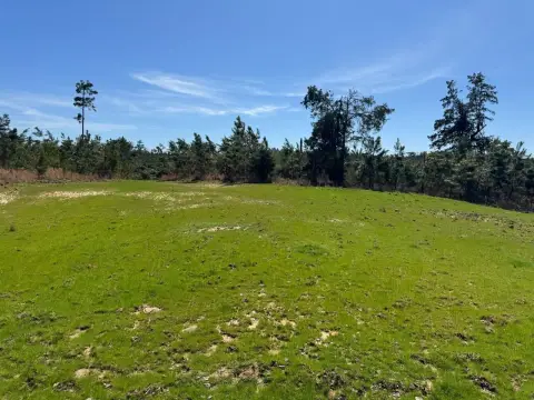 210 Acres of Timberland