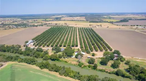 Established Orchard Along San Saba River