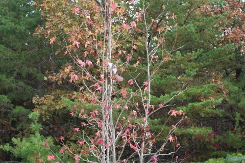 Fort Payne Wooded Lot