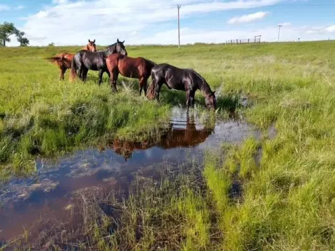 White Owl Ranch and Estate