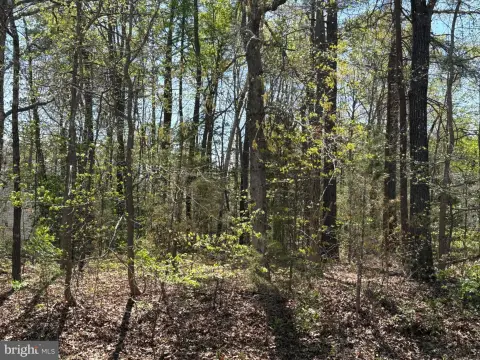 Wooded Homesite Lot