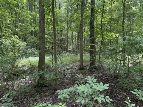 Timbered Hunting Land With Building Site
