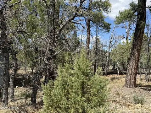 Forested Homesite Adjacent to National Forest