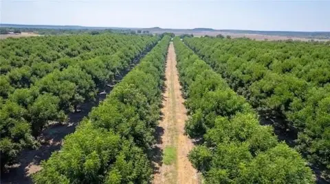 San Saba Pecan Orchard