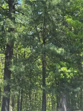 9.3 Acres in Burrillville, RI