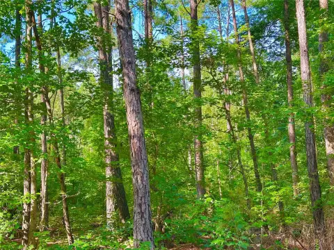 Timberland with Managed Thinning