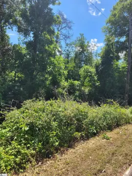 Undeveloped Wooded Tract in Taylors