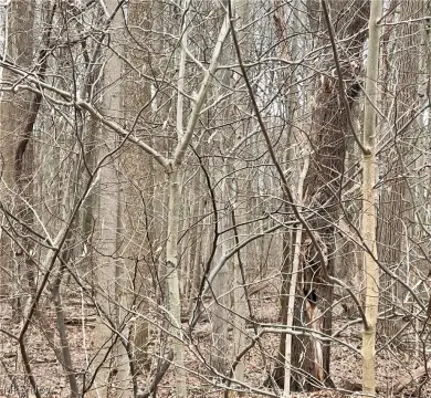 Wooded Lot in Boardman, OH