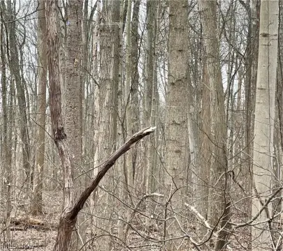 Wooded Lot in Boardman, OH