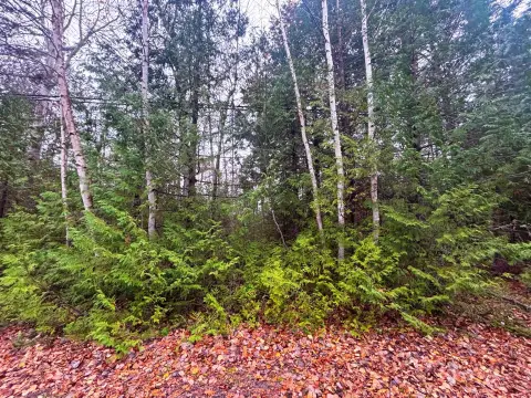 Wooded Lot Near Presque Isle
