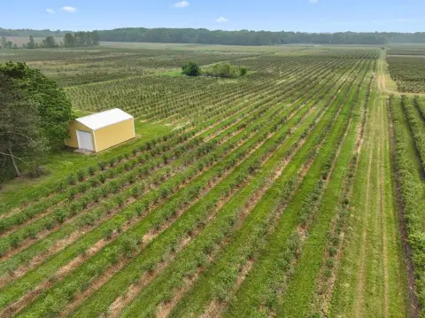 Agricultural Land with Blueberry Planting