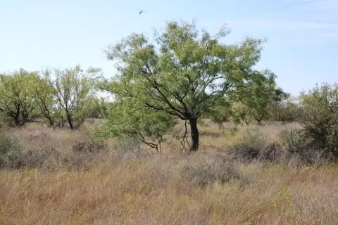 Fenced Hunting Land