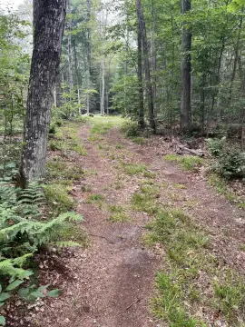 Wooded Recreation Land with Cabin