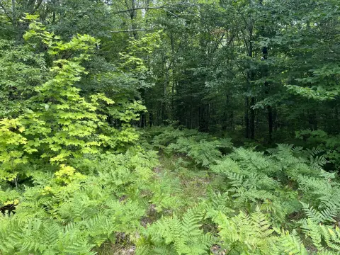 Wooded Hunting Land
