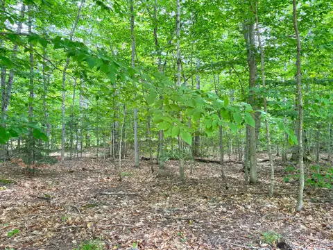 Recreation Land with Road Frontage