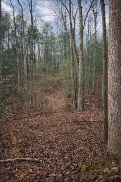 Land in Ellijay, Georgia