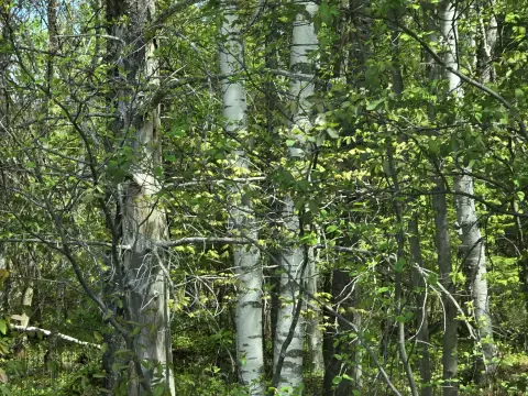 Wooded Recreation Land with Road Frontage