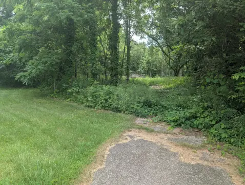 Wooded Buildable Land Parcel