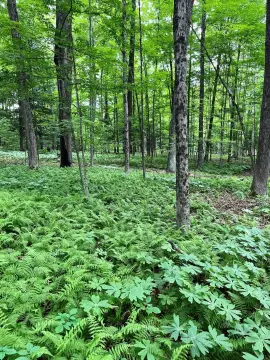 Wooded Recreational Land Tract