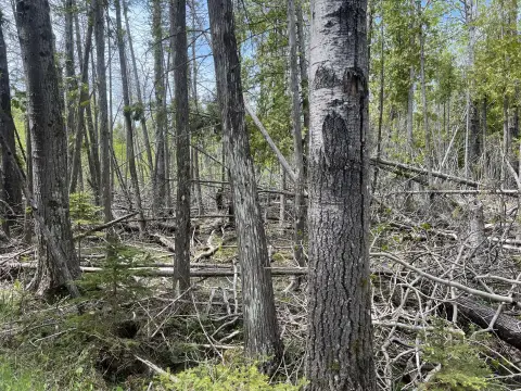 Bois Blanc Residential Lot