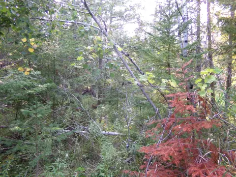 Wooded Land in Lachine, Michigan