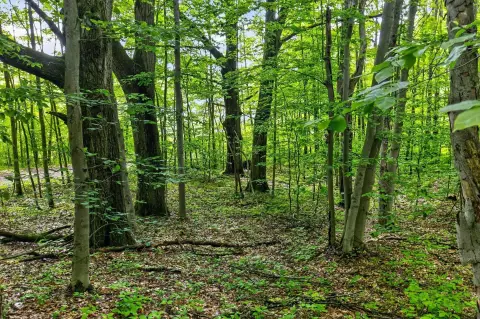Recreational Hunting Land Parcel