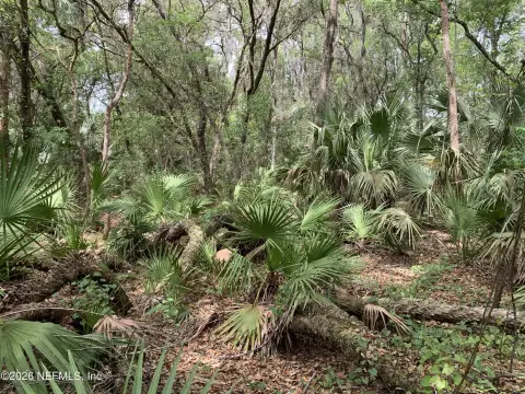 Wooded Lot in Interlachen, FL