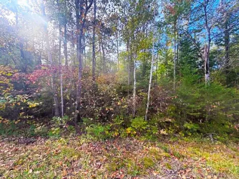 Wooded Lot in Presque Isle