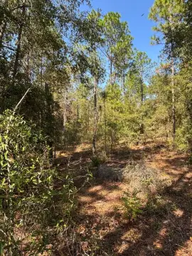 One Acre Wooded Homesite