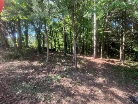 Partially Cleared Residential Lot