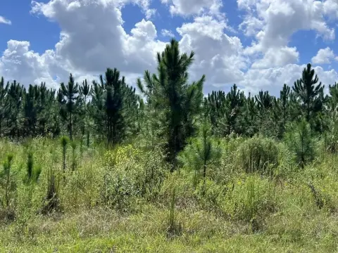 Bell, Florida Acreage Opportunity