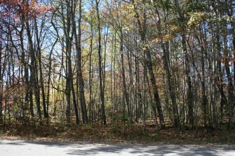 Wooded Lot Near Higgins Lake