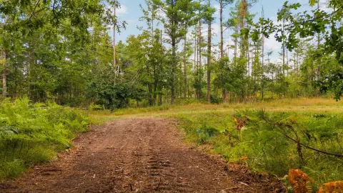 39 Acres Prime Hunting Land