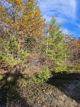 Presque Isle Wooded Lot