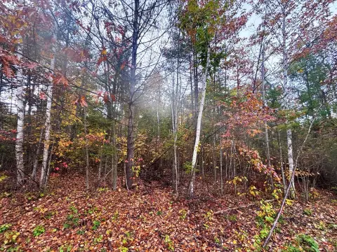 Presque Isle Wooded Lot