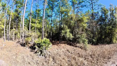 Land Near Ocala and Dunnellon
