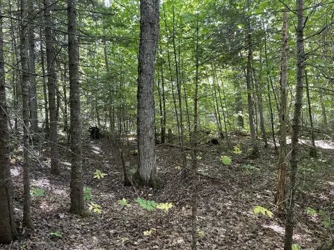 Wooded Recreational Land