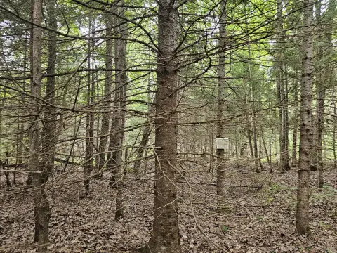 Off-Grid Hunting Land