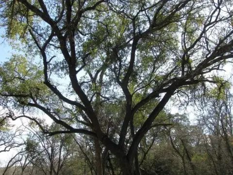 Evant, TX Unimproved Land