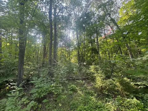Wooded Hunting Land