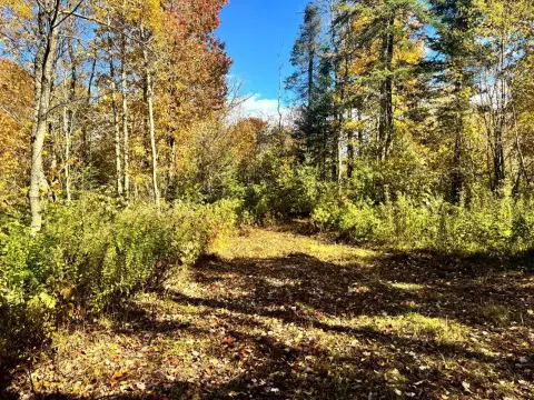 Wooded Hunting Land