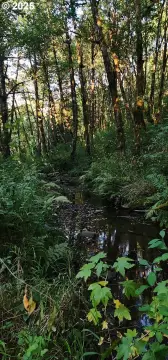 Picturesque Land with Peaceful Stream