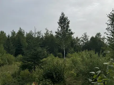 Land with Stream