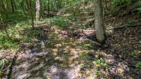 Wooded Hunting Tract with Creek