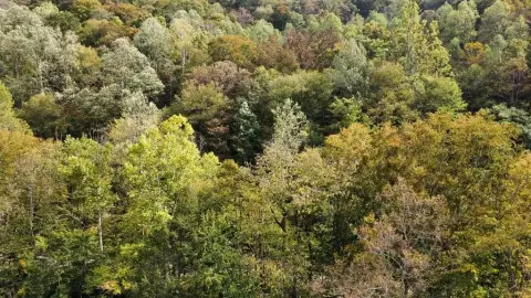 Wooded Hunting Land